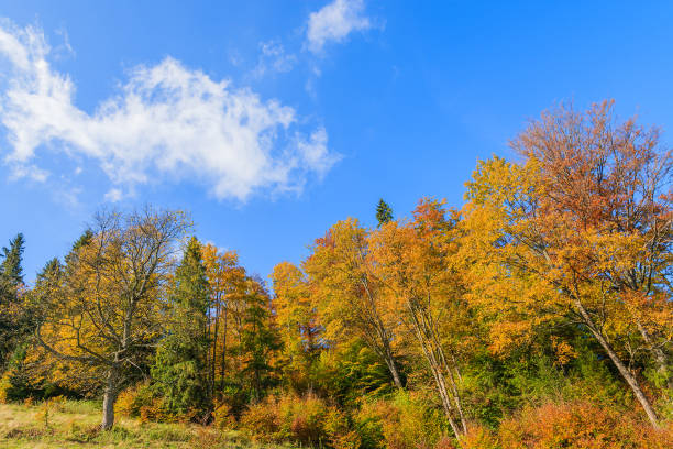 Colourful trees in autumn season in Pieniny Mountains, Poland The Pieniny is a mountain range in the south of Poland and the north of Slovakia. szczawnica stock pictures, royalty-free photos & images
