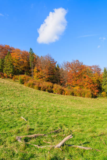 Green meadow and colourful trees during autumn season in Pieniny Mountains, Poland The Pieniny is a mountain range in the south of Poland and the north of Slovakia. szczawnica stock pictures, royalty-free photos & images