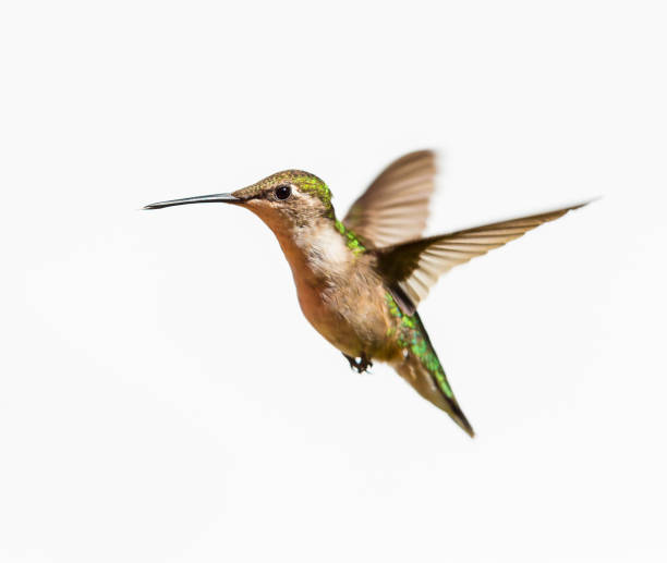 istock Ruby Throated Hummingbird male in flight. Isolated on a white background. 838390770