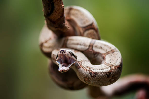 jiboia-de-cauda-vermelha - red tailed boa - fotografias e filmes do acervo