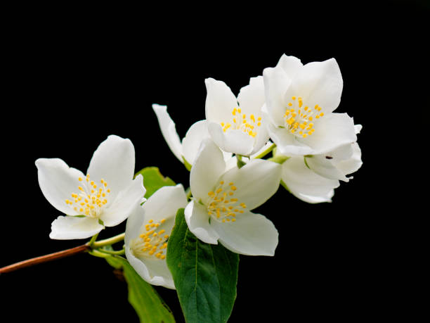 istock Philadelphus inodorus on black 838391964