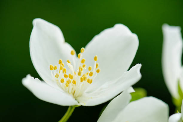 istock Flower of Philadelphus inodorus 838391974