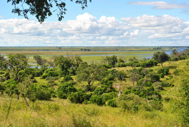 istock Savanna, Chobe National Park, Botswana 838392014