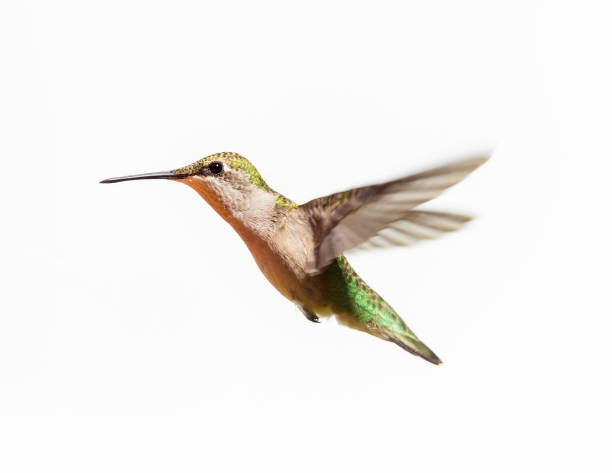 istock Ruby Throated Hummingbird male in flight. Isolated on a white background. 838392088