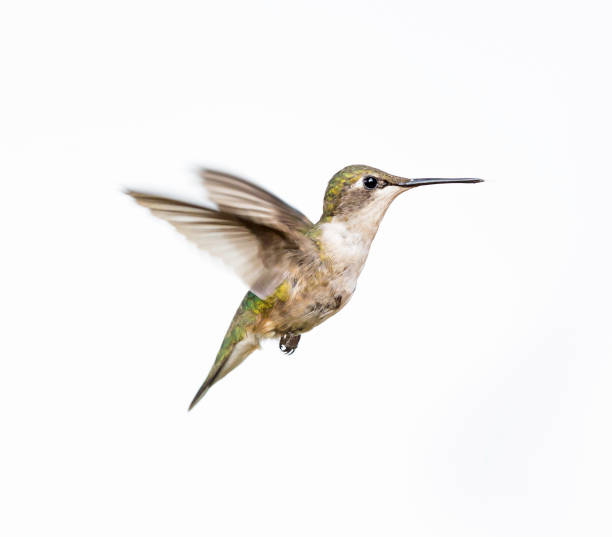 istock Ruby Throated Hummingbird male in flight. Isolated on a white background. 838392128