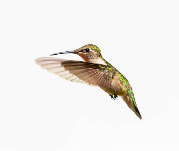 istock Ruby Throated Hummingbird male in flight. Isolated on a white background. 838392146