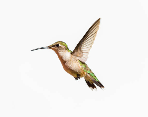 istock Ruby Throated Hummingbird male in flight. Isolated on a white background. 838392298