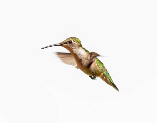 istock Ruby Throated Hummingbird male in flight. Isolated on a white background. 838392470