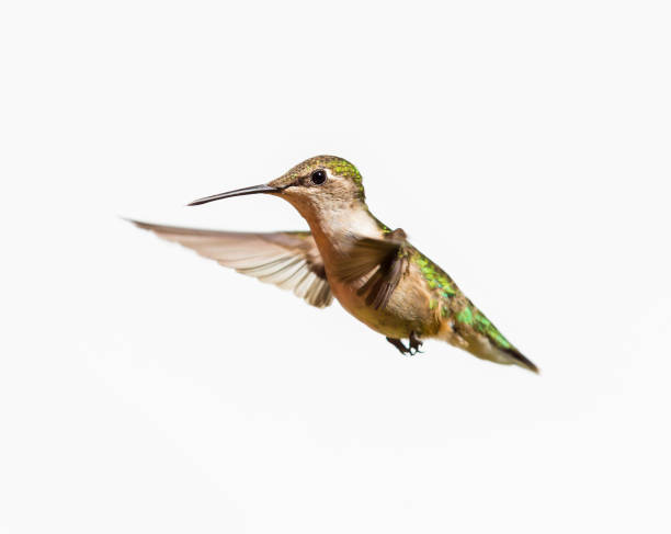 istock Ruby Throated Hummingbird male in flight. Isolated on a white background. 838395540