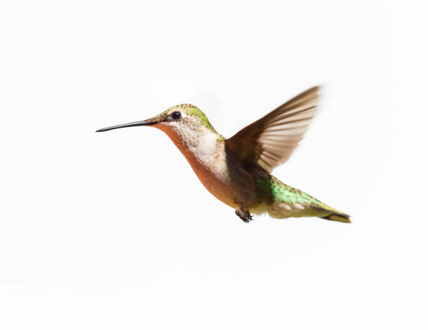 istock Ruby Throated Hummingbird male in flight. Isolated on a white background. 838395744