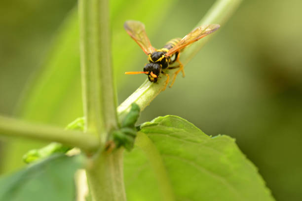 istock One Figwort sawfly sucks from a Buddleia stem. 838398456