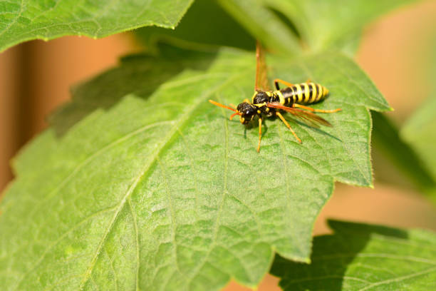 istock Single Figwort sawfly resting on top of a leaf. 838398484