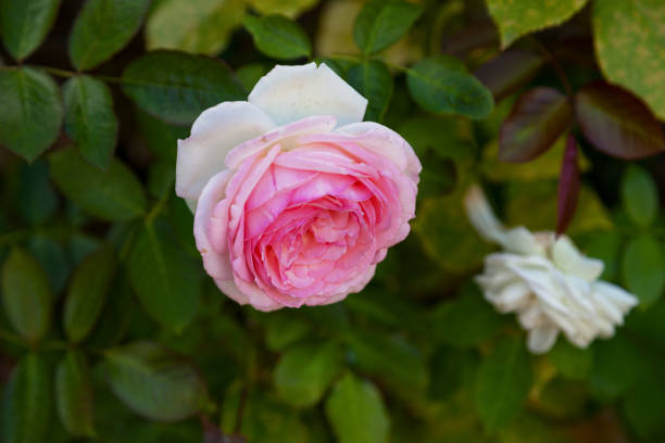 istock Couple of roses 838398492
