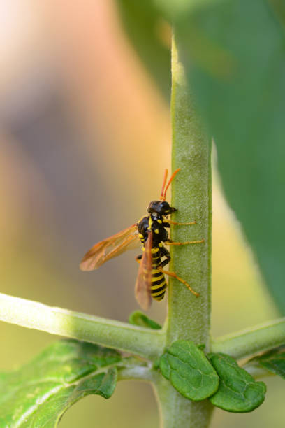 istock Single Figwort sawfly sucks from a Buddleia stem. 838398538