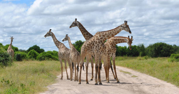 istock Road Closed, Chobe National Park, Botswana 838399752