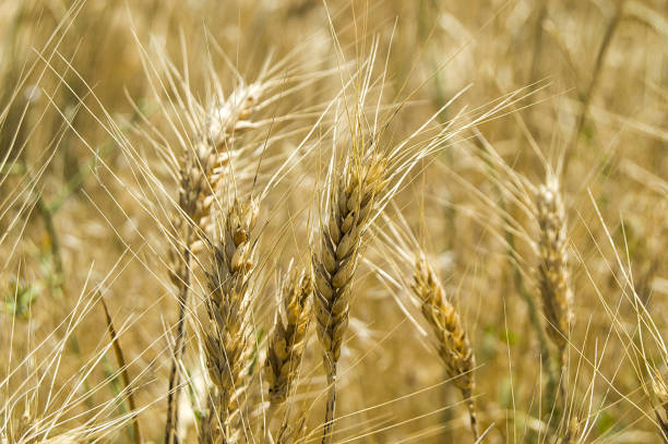 istock Ready-to-harvest dried wheat spike pictures, 838402246