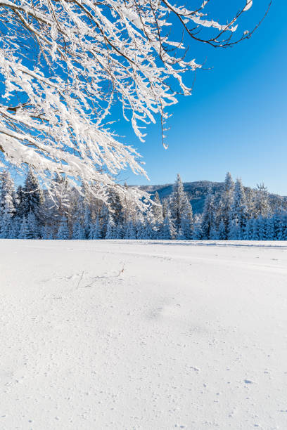 istock Winter trees in Beskid Sadecki Mountains covered with fresh now, Poland 838402386