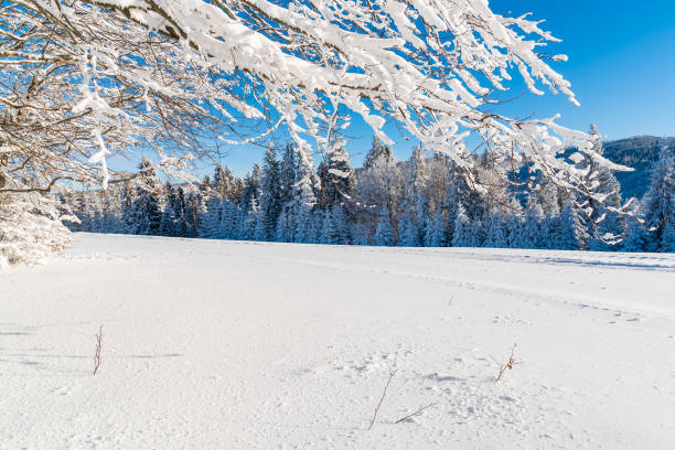 winter trees in beskid sadecki mountains covered with fresh snow, poland - nowy sacz imagens e fotografias de stock