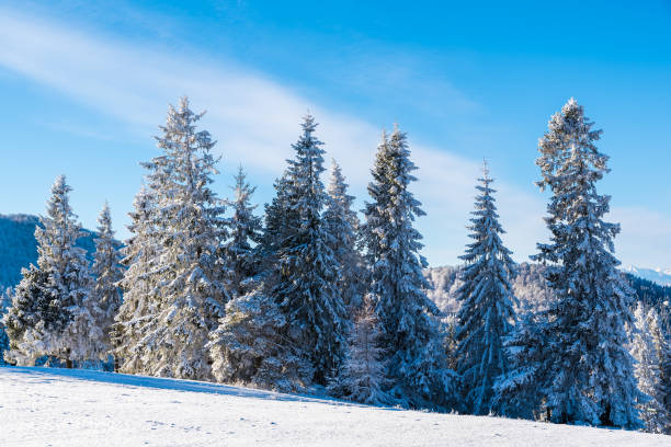 istock Winter trees on sunny day in Beskid Sadecki Mountains, Poland 838402478