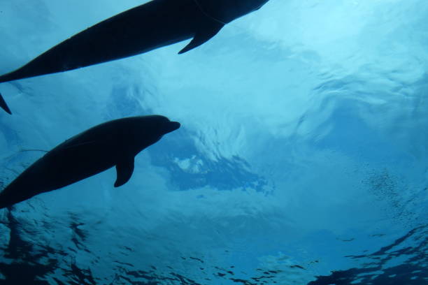 istock Aquarium of Genoa 838402822