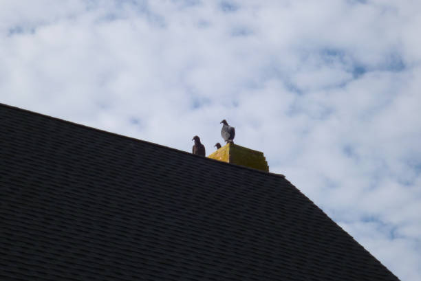 istock Hawk Vulture On Silhouette Roof Clouds Blue Sky 838403256