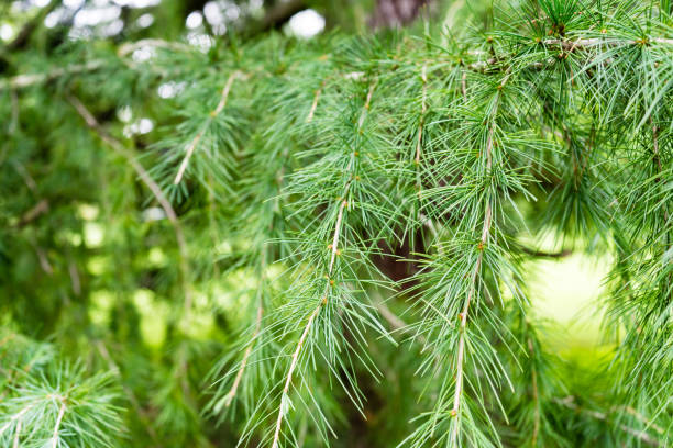 istock himalayan cedar close up photo cedrus deodara 838403326