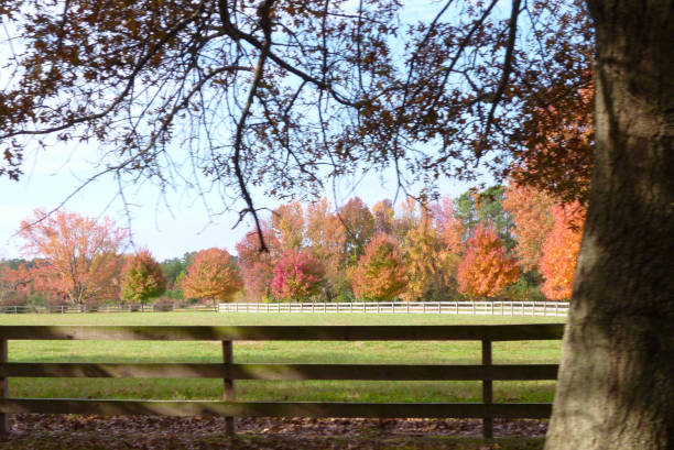 istock Horse Farm Fence Stable Autumn Blue Sky Tree 838403378