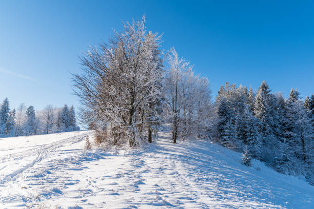istock Winter trees in Beskid Sadecki Mountains on sunny day, Poland 838405680