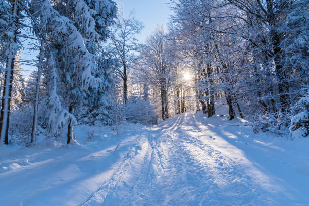 istock Winter path in forest with sun shining through trees, Beskid Sadecki Mountains, Poland 838405716