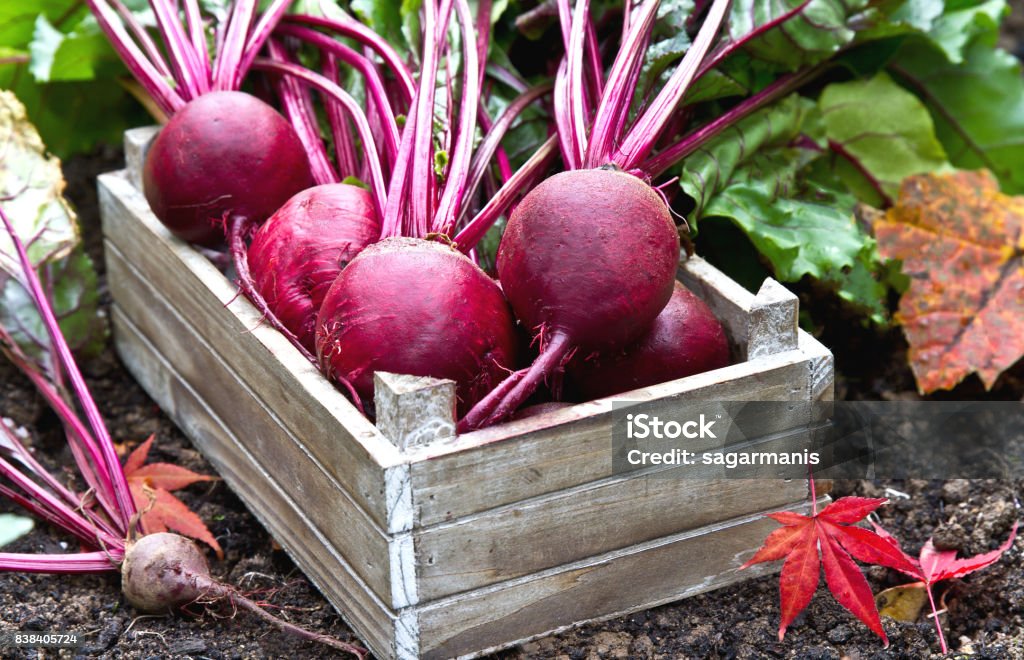 Beetroot in wooden tray. Beetroot. Freshly hand picked beetroots on the tray Beet Stock Photo