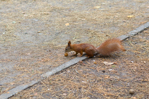 istock Red beam with a nut in the park. Animals 838406318