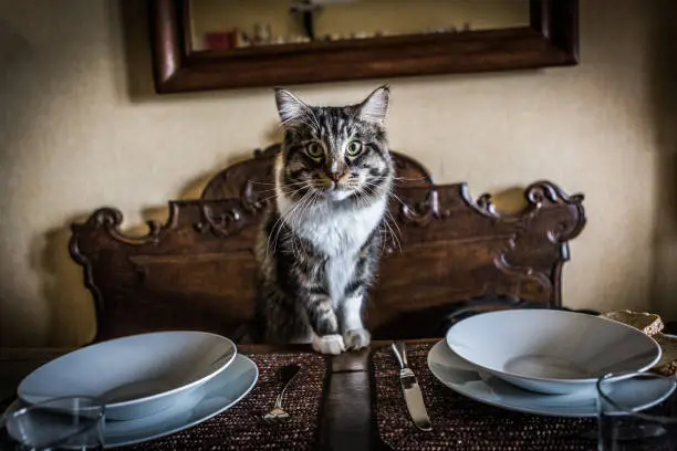 Portrait of a domestic cat sneaking on the table looking for food.