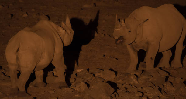 istock Rhinos in the dark 838414040