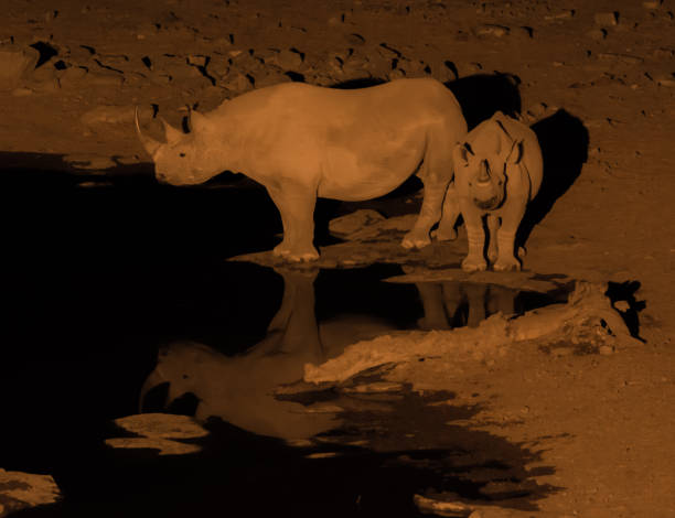 istock Rhinos in the dark 838414092