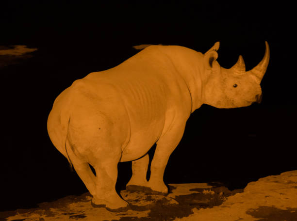 istock Rhino in the dark 838414134