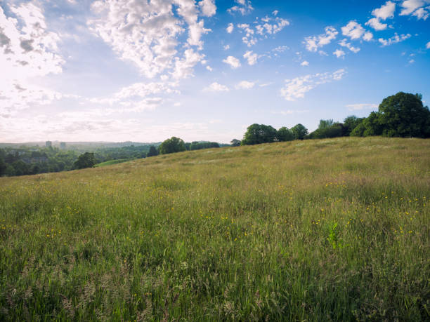 istock summer countryside morning,Northern Ireland 838414234
