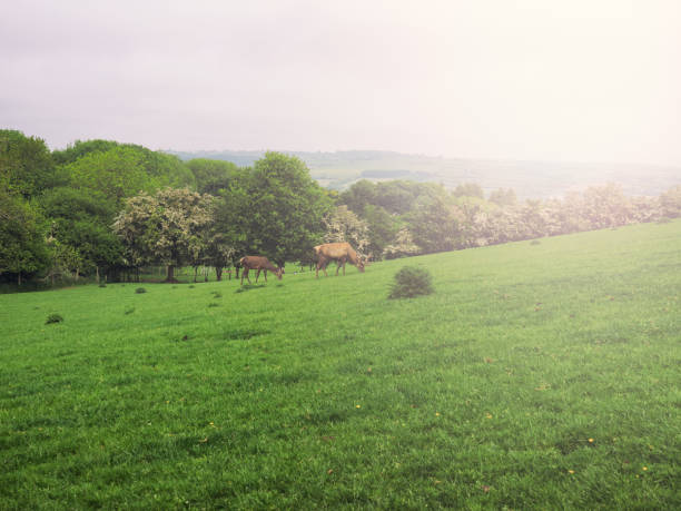 summer countryside morning,Northern Ireland