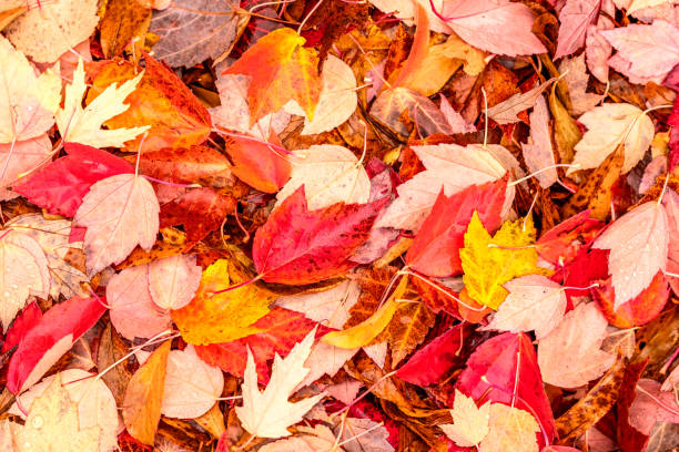 istock Fallen yellow and red autumn leaves 838414574