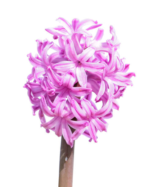 istock Pink hyacinth flower isolated on white background 838416792