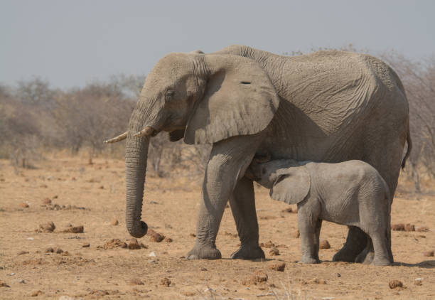 istock Little elephant calf in Etosha NP, Namibia 838417316