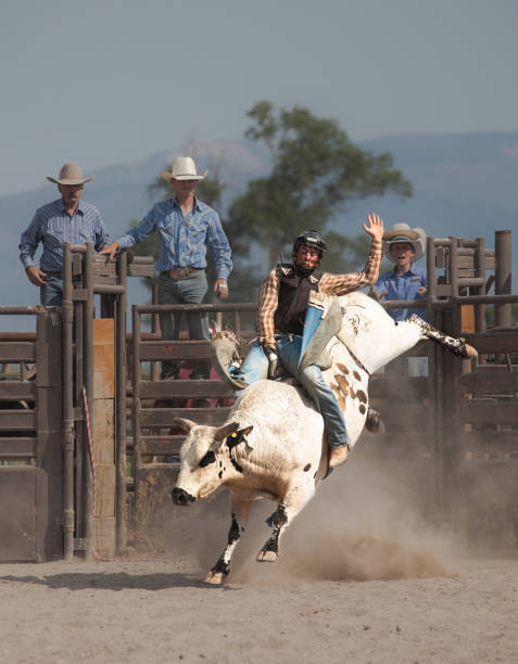 istock wild west rodeo cowboy riding a bucking white bull 838417788