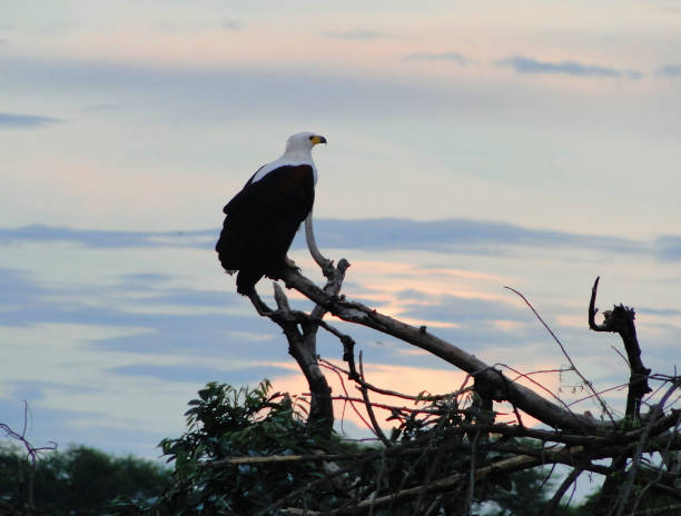 istock Eagle and sunset, Chobe National Park, Botswana 838417874