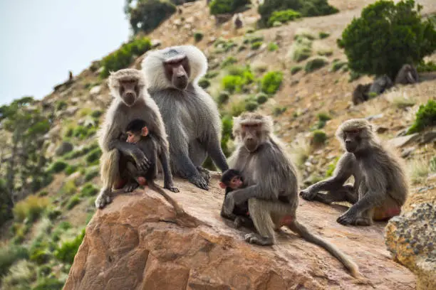 A group of Hamadryas Baboons watch from afar as I capture them standing on a rock.