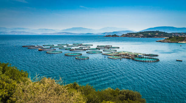 Corfu circles Fish farming in northern Corfu. aquaculture photos stock pictures, royalty-free photos & images