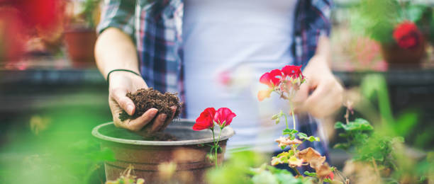 istock Young couple working in a greenhouse with flowers 838420462