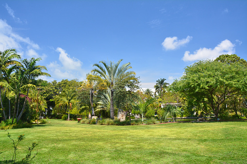 Tropical botanical garden. Palm trees and lawn