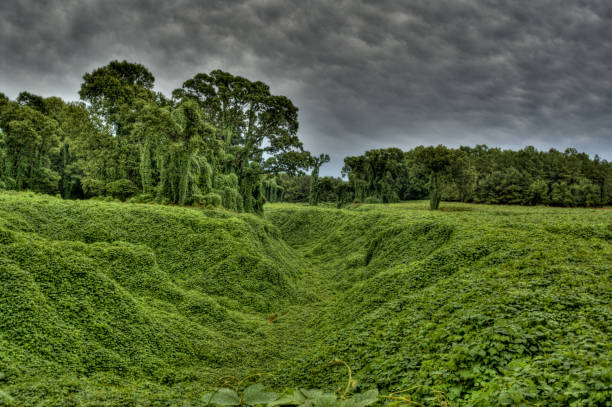 kudzu - kudzu fotografías e imágenes de stock