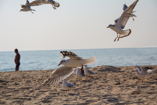 Gulls feed on the sea beach. Birds