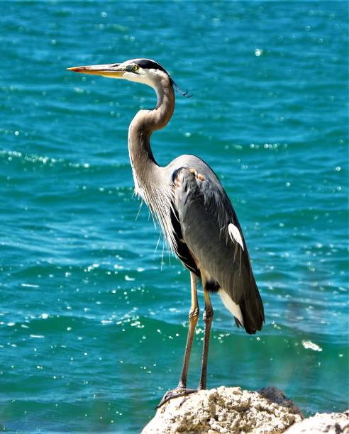 istock Sea Heron on the Florida Keys 838425670