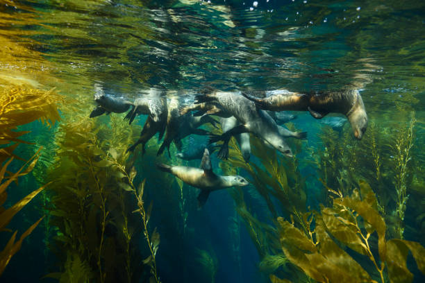 leoni marini in superficie - sea lion foto e immagini stock